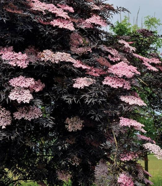 Sambucus nigra 'Black Lace'